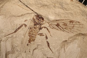 Media type: image;   Entomology PALE-10047
